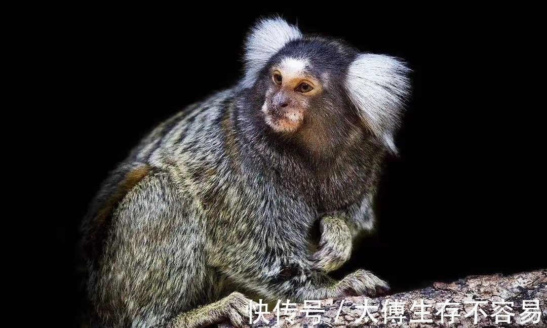 南美洲&《山海经》中“人面兽”现身南美洲,长相软萌,引无数专家前往