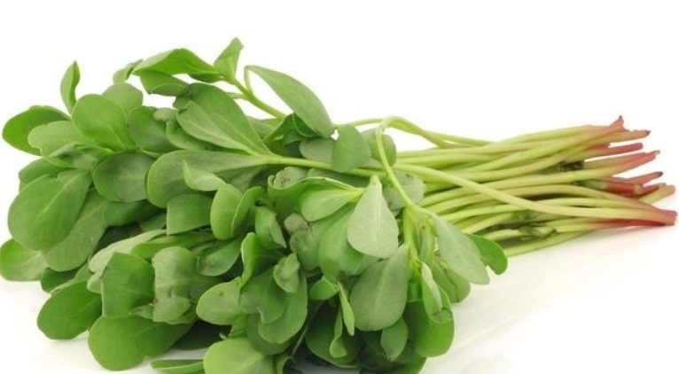 马齿苋|农村这种野菜,被誉为“长寿菜”,城里人想吃都买不到!