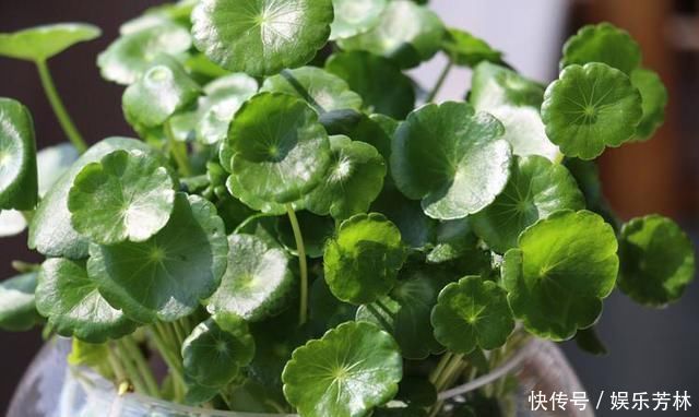 卫生间就养这“4种盆栽”,去异味,吸潮气,养眼好打理