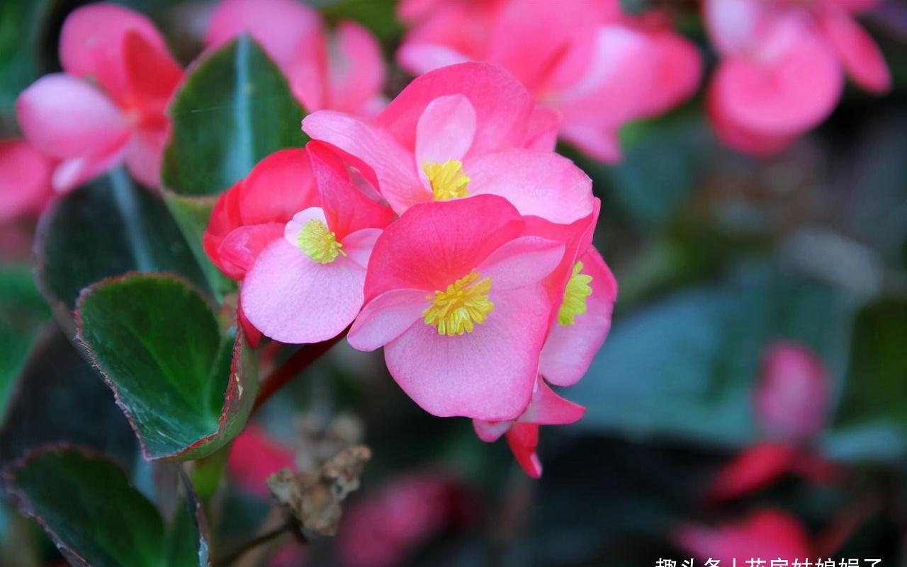 室内养殖这些花卉时,浇水时不要浇湿叶片,可能会造成烂叶的现象