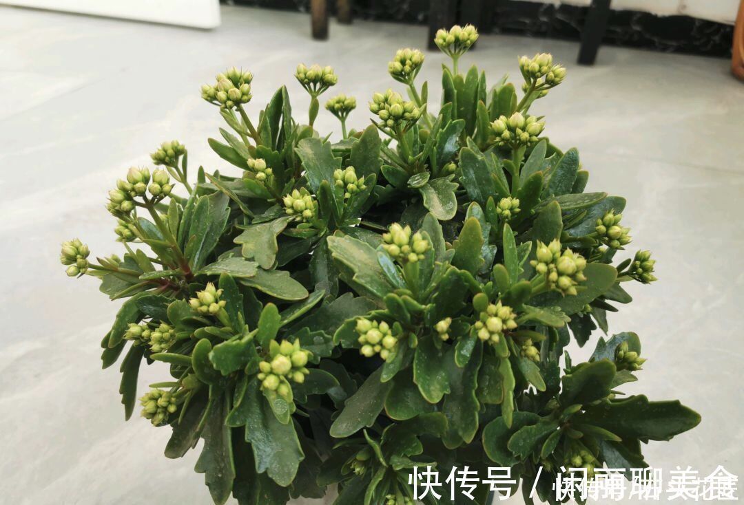 经验|养了5年的长寿花“老桩”快开花了,总结4点经验,对你有用