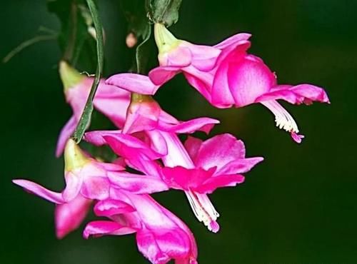 蟹爪兰叶片发红,怎么办?