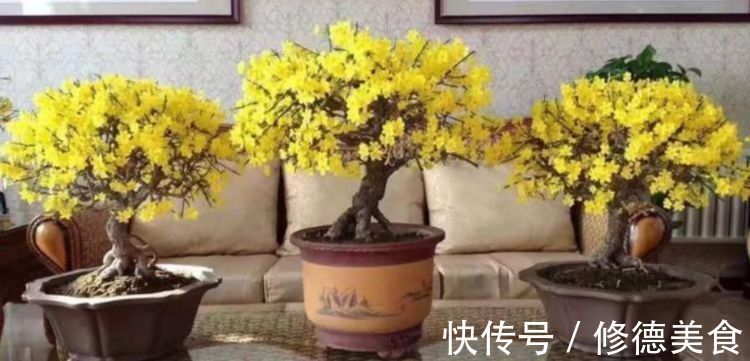 这些花朵超能开，现在入手照样能开爆盆，花朵美观又大气