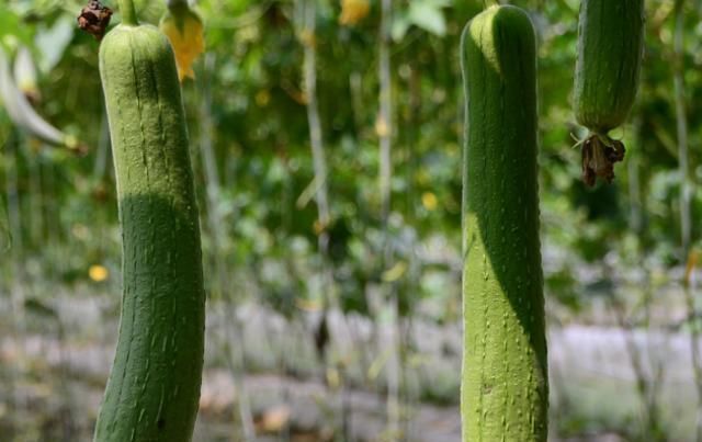 4物是糖尿病的“特效药”，每天尽量多吃点，或稳定血糖不上升