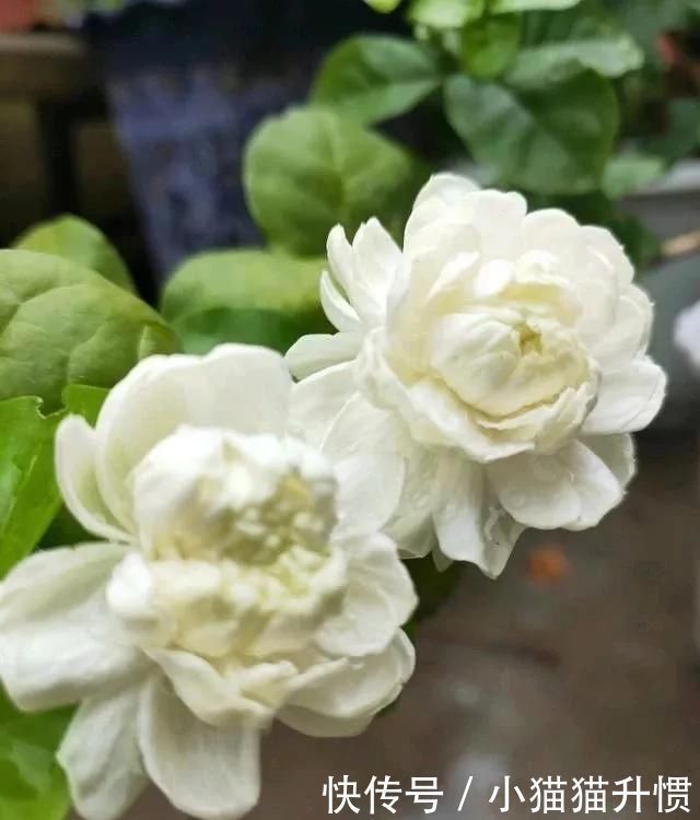 养好茉莉花,关键在一个“摘”,能开两个季度,白色花瓣挂满花盆