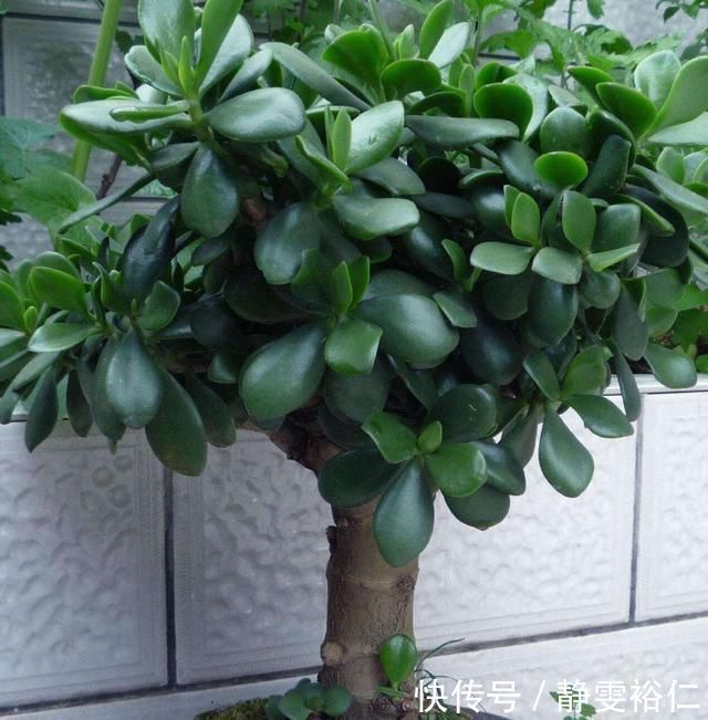 这两种植物养得好，稍微注意就能养出老桩来价值高气势好