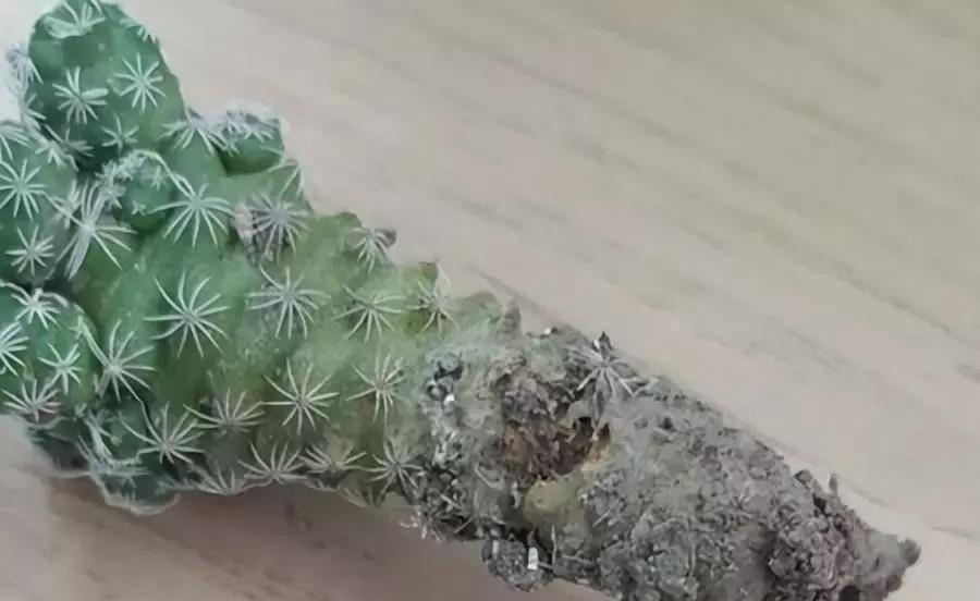 扦插|仙人掌烂根不要扔，切掉烂根埋到土里