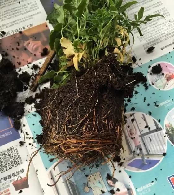 这3种花养不好，赶紧扔水里，越长越来劲