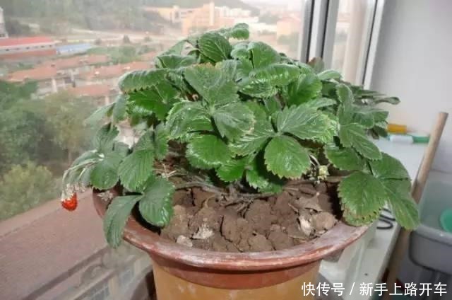 这些“肥料”遍地都是,不花钱捡回家,养花用一把,个个长爆盆!