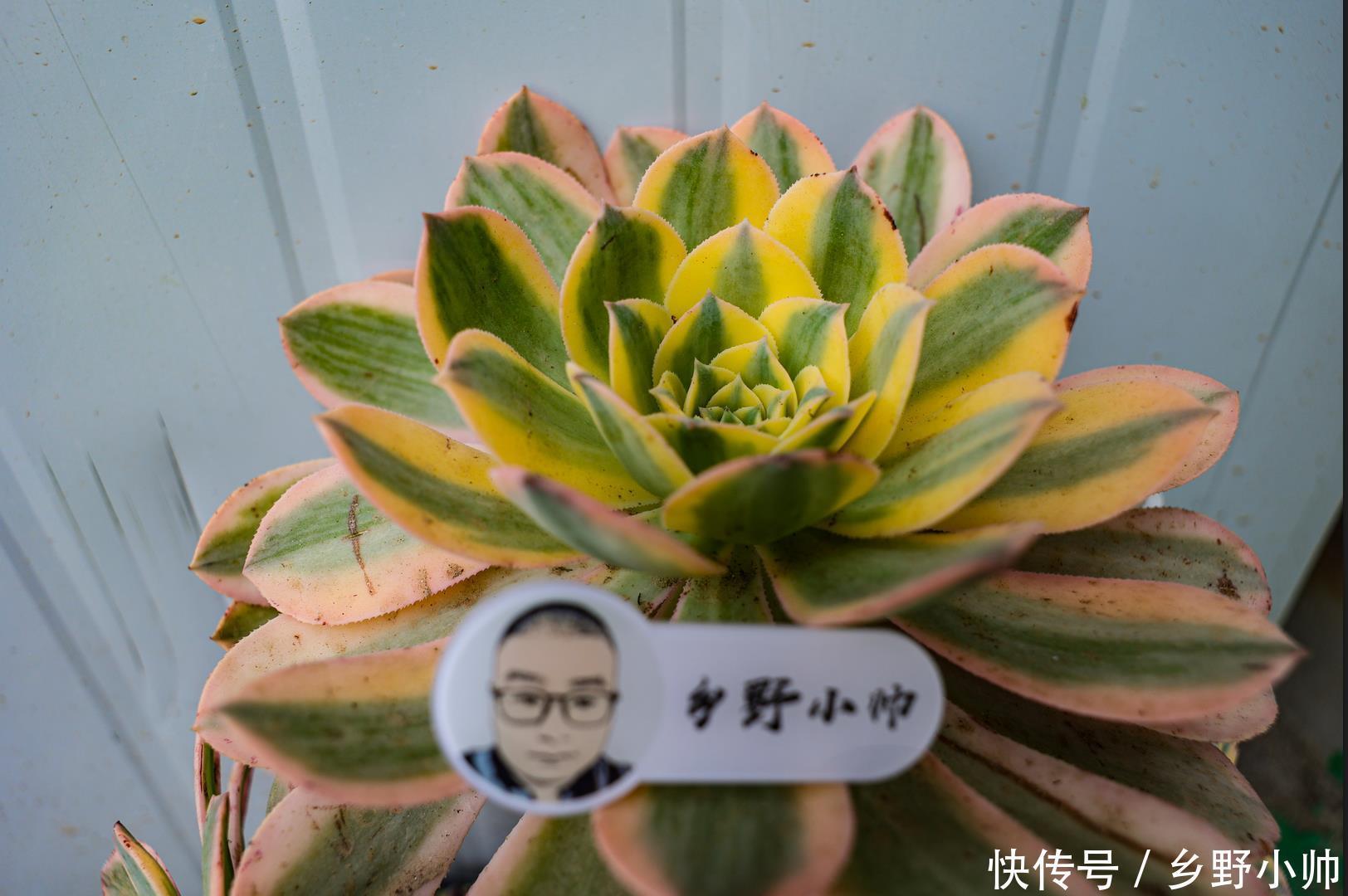 花盆不够怎么办？ 肉肉地载也很美，小帅告诉你多肉地载的注意事项