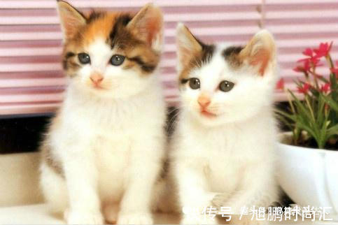 |幽默笑话:丈母娘从国家电网退休之后,去大润发当保洁员