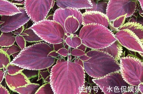 佳品|4种花卉，淡雅婉约，整个夏天都在开，繁殖快花色艳，是盆栽佳品