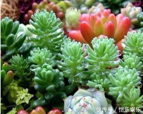 养多肉植物一个小技巧,长得壮状态好,而且还能顺利开花