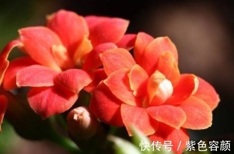 仙客来|养花总是养不活,这些花不仅易养活,开花漂亮,比月季还要美