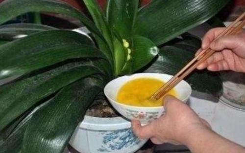 盆栽|养花达人养花,就喜欢在盆里埋点它,养啥都旺,比花肥都强!