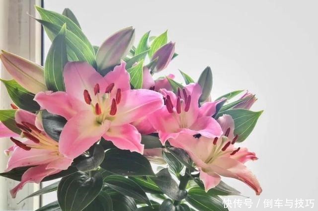  8种花，开完花别急着丢，剪一刀还能继续开！