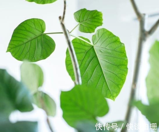 豪宅|日本太太用收纳打造“理想家居”,房间整洁明亮,生活井然有序