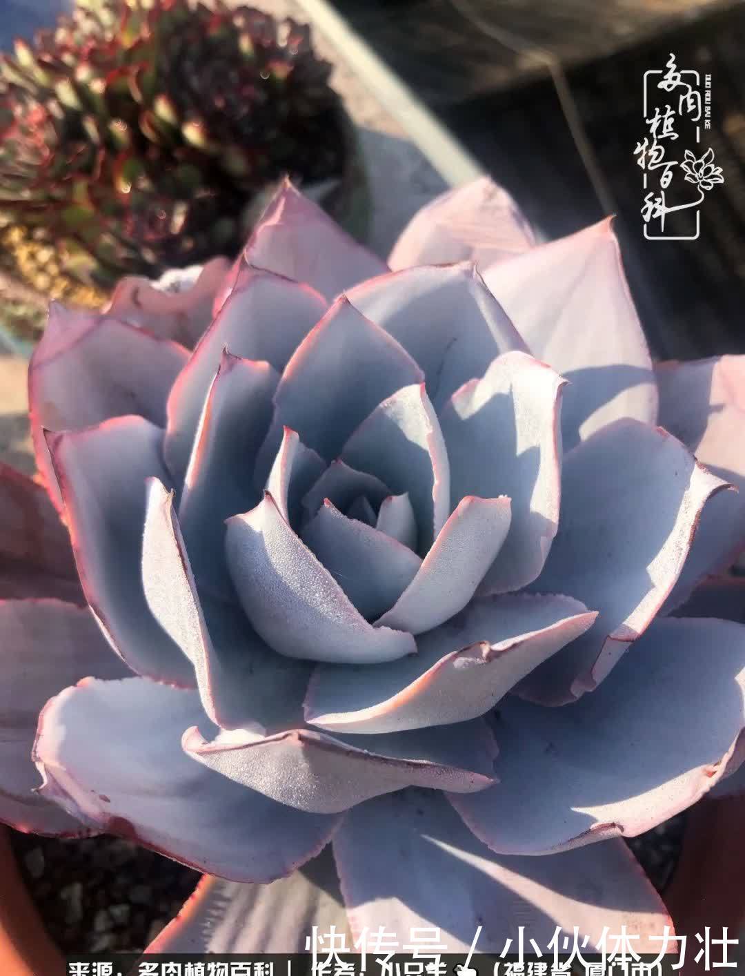 多肉,似星辰大海般的璀璨!