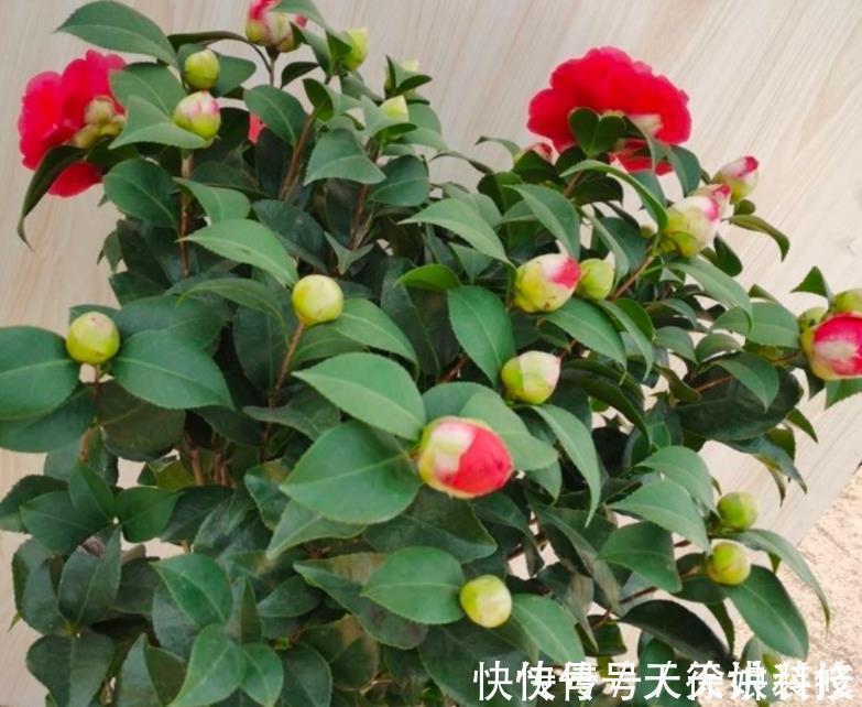 小栈|其他茶花让让道,“茶花女王”来袭,花瓣大如盘,太美了