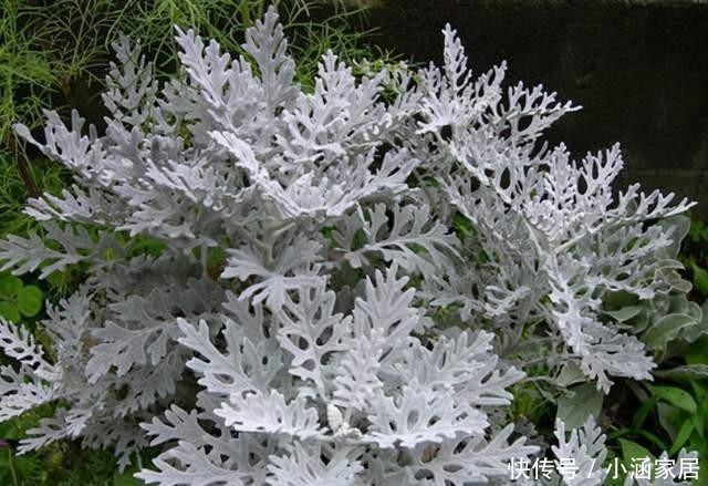 植物|圣诞节快到了,高冷气质的银叶菊养起来,高冷的气质非常有品质