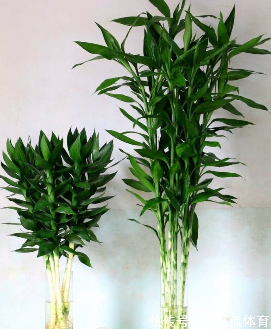 有害气体|6种漂亮的植物,适合在卧室养,能缓解疲劳,改善睡眠