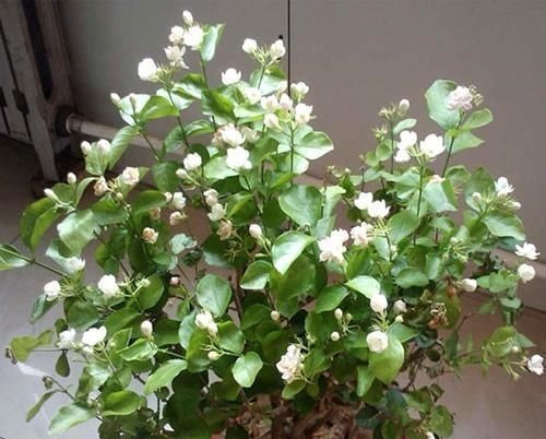 茉莉花有“3怕”，不知情的话，就会黄叶和落花，您别忽视