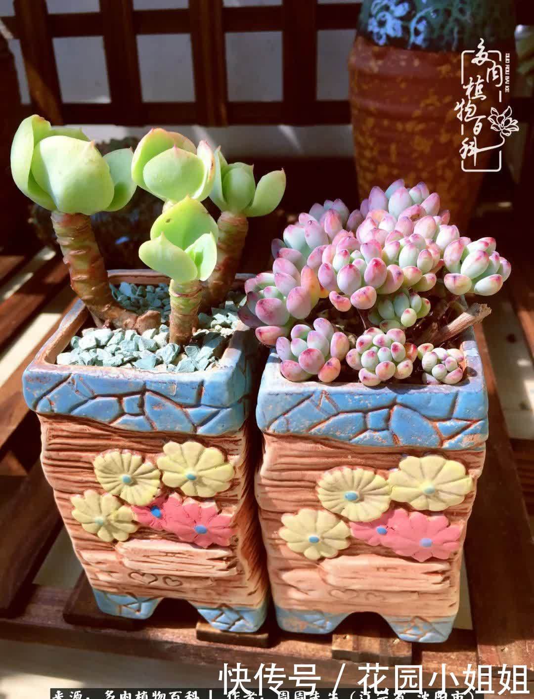 不羡鸳鸯不羡仙,只羡东北来春天!多肉冬去春来!