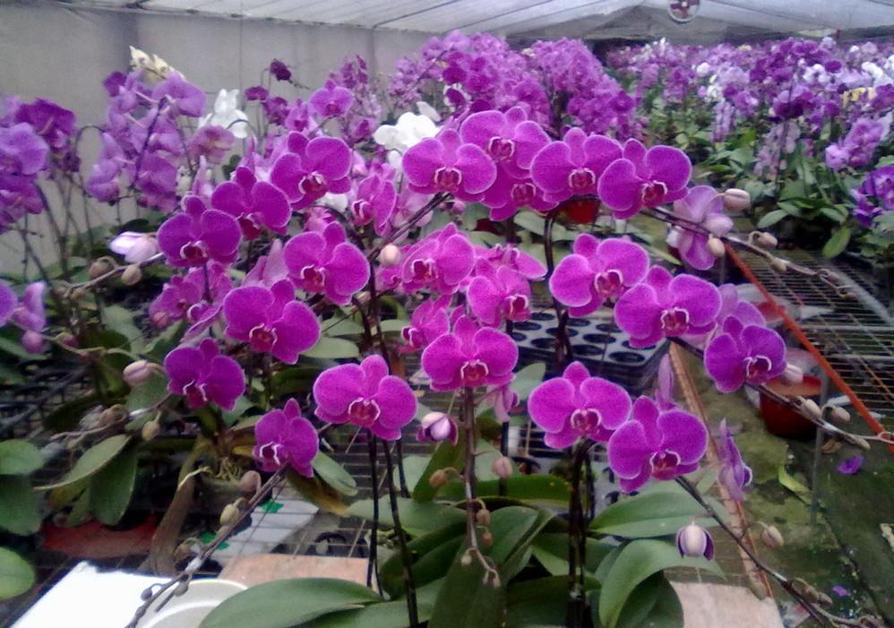 5种“耐阴花”,养在北阳台上不见光,开花也很爆