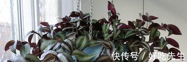 客厅|养这三种吊兰,美翻你的客厅,随便一插就能活,根本不用买!