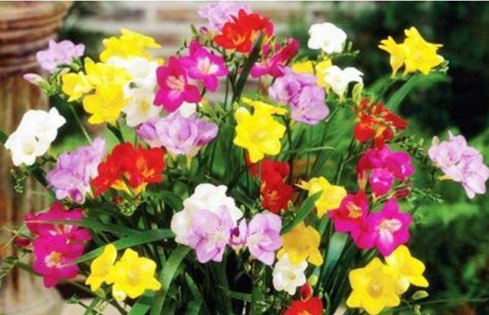 4种花,超爱开花,一年四季开花不断,旺运一整年