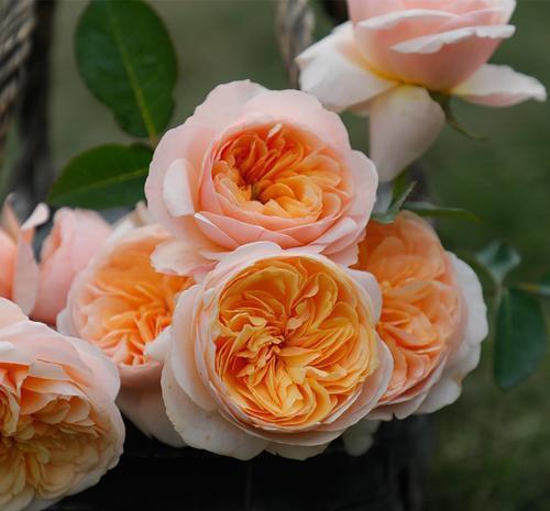 层叠群花|4种月季,耐晒又勤花,40℃照样开出层叠群花,花持久惹人爱