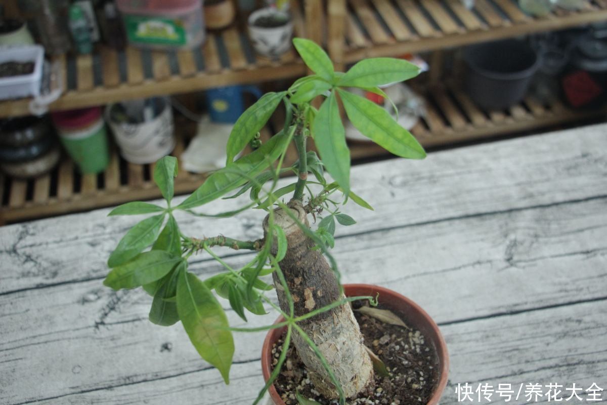 长不好|想养好发财树，修剪是关键，长得旺盛还有型