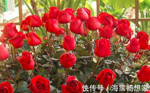 大家见过“卡罗拉玫瑰”吗,色调纯正,鲜艳照人,观赏性价值极高