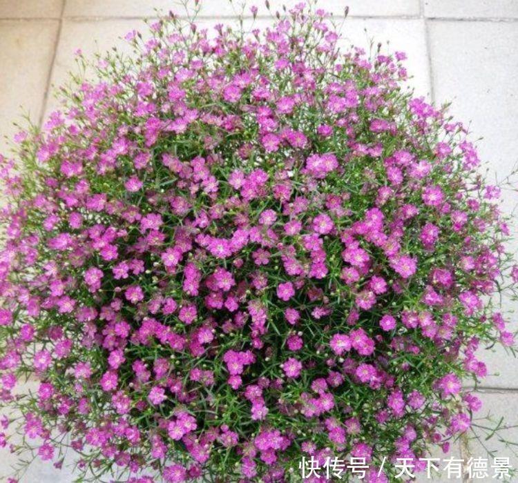 对待新手,不闻不问,开成小花园,美翻一大片