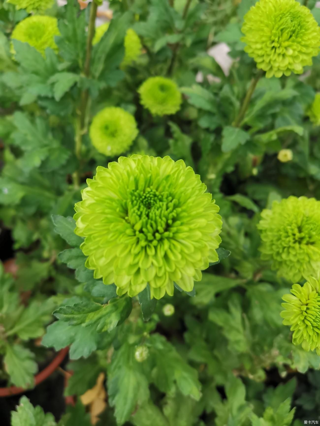 典雅|彩菊盛开寒秋里