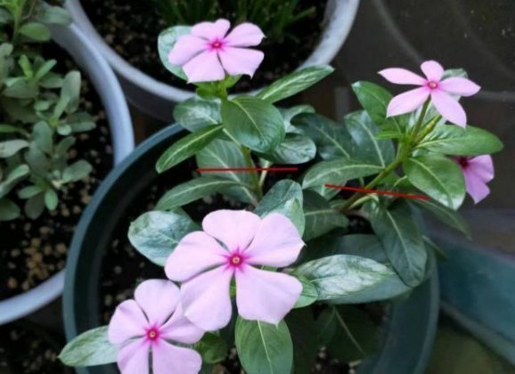 太阳花|4种花，喜欢“掐”掐得越多，就越不容易长出浓密的门户