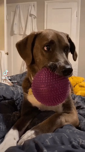 |自由让狗狗面目全非?柴犬别名日本哈士奇!搞笑它是认真的?