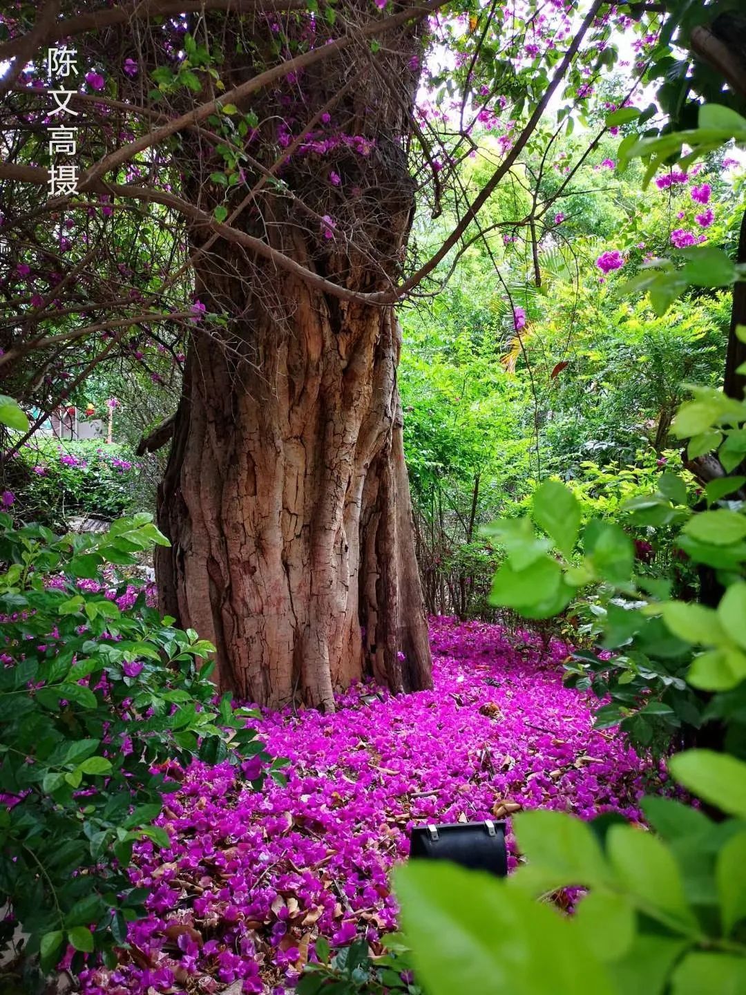 看一看|春风吹得百花艳，拍花归来镜头香ll奇美东川