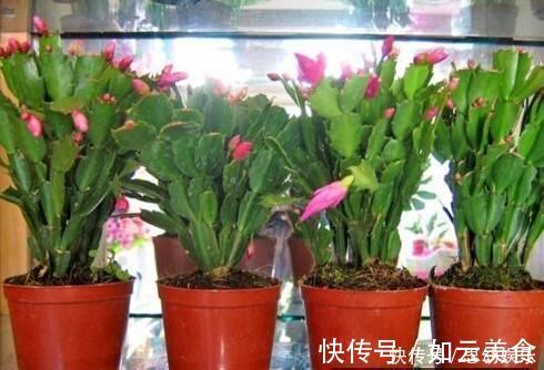 想要养花不换盆浇水时加点“它”,10年盆土也不会板结,很好