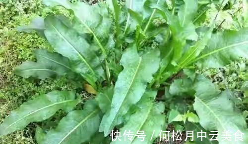 江南人|60种常见野菜,高清大图,收集全了真不容易!
