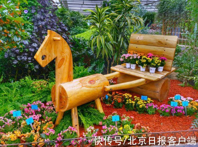 春花|秋风乍起春花开，到世界花卉大观园感受“京花”之美