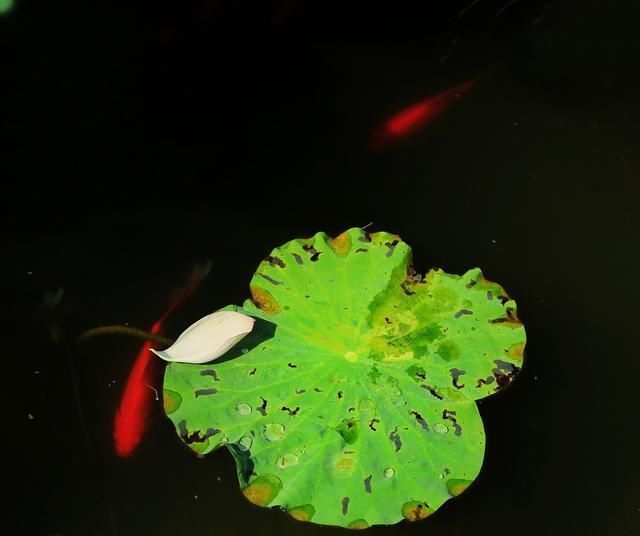 高僧回答|4首禅诗,既简单又不简单,人生的智慧都在这里了