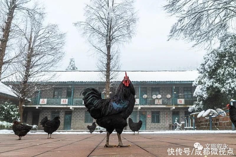 林海雪原|想看“林海雪原”，不用去东北，叙永就有