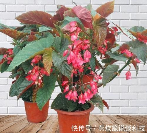 佳品|春天养花选它,满树红花,红红火火,一年四季都开花,是盆栽佳品