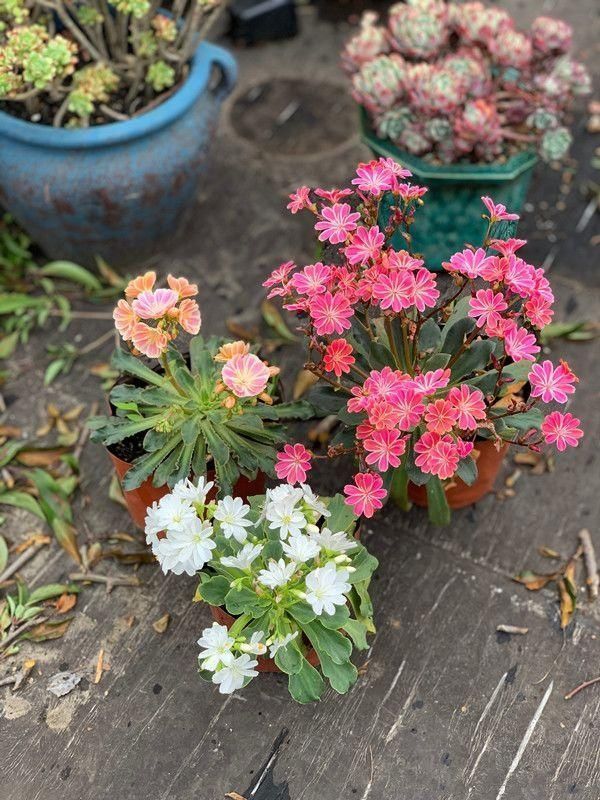 一种“特殊”多肉,皮实泼辣,天天开花,比长寿花还漂亮