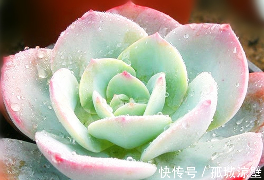 当气质出尘的雪莲遇上它们,就有了风姿各异的多肉,看看你有哪种