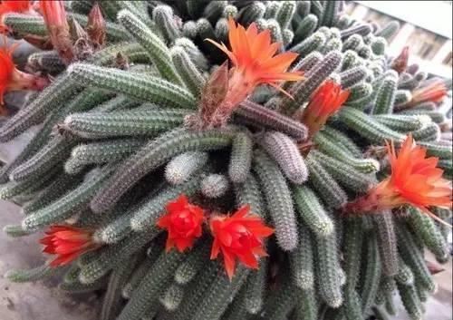 院子|别养多肉了,养盆“白檀”花,样子似毛毛虫一样,还能开红花