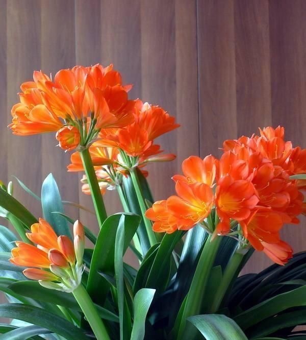 君子兰长得慢，给它吃一点“钙片”，根壮叶绿疯长，开成大花球