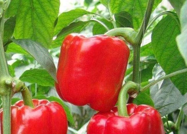 养生|冬天养生,平时坚持吃3种食物,强身滋阴,排毒消脂,营养又瘦身