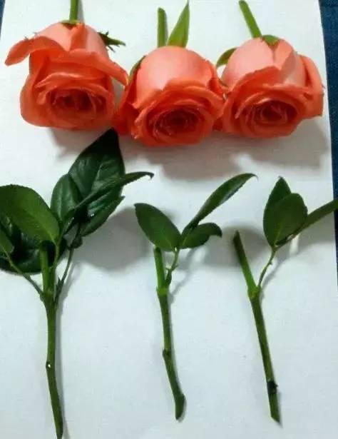 原来这些花开完后，把枝条剪下来插土里就能生根，一盆变多盆